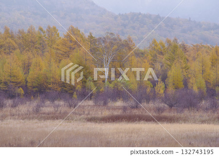 Golden Screen of Odashirogahara Golden Screen of Odashirogahara 132743195