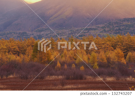 Golden Screen of Odashirogahara 132743207