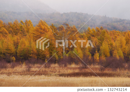 小田代原的黃金屏風 小田代原的黃金屏風 132743214