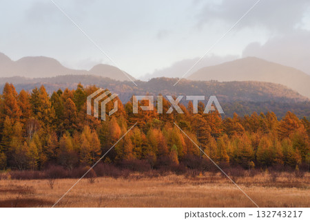 Golden Screen of Odashirogahara Golden Screen of Odashirogahara 132743217