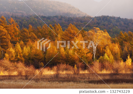 小田代原的黃金屏風 小田代原的黃金屏風 132743229