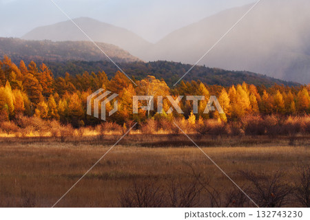 小田代原的黃金屏風 小田代原的黃金屏風 132743230