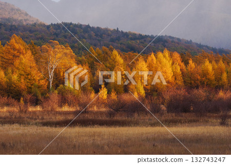 Golden Screen of Odashirogahara Golden Screen of Odashirogahara 132743247