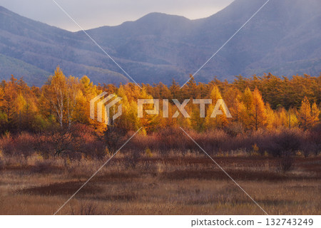 Golden Screen of Odashirogahara Golden Screen of Odashirogahara 132743249
