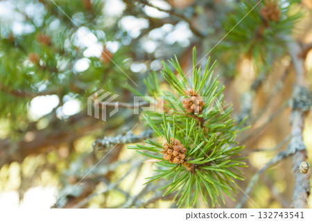Green coniferous tree Green coniferous tree 132743541