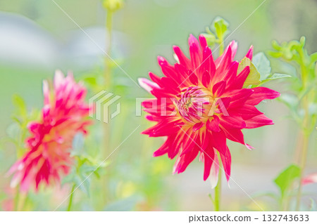 房子周圍的花卉應有盡有，涵蓋了不同的季節。秋風中搖曳的紅色和粉紅色花朵，為大麗花花園增添了色彩。 132743633