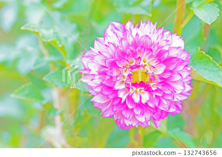 The flowers around the house are of various seasons. The red and pink flowers swaying in the autumn breeze add color to the dahlia garden. 132743656