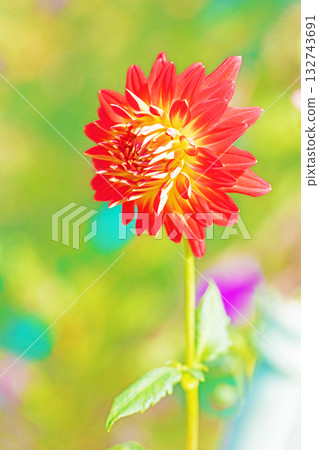 房子周圍的花卉應有盡有,涵蓋了不同的季節。秋風中搖曳的紅色和粉紅色花朵,為大麗花花園增添了色彩。 房子周圍的花卉應有盡有,涵蓋了不同的季節。秋風中搖曳的紅色和粉紅色花朵,為大麗花花園增添了色彩。 132743691