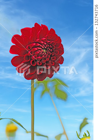 房子周圍的花卉應有盡有，涵蓋了不同的季節。秋風中搖曳的紅色和粉紅色花朵，為大麗花花園增添了色彩。 132743716