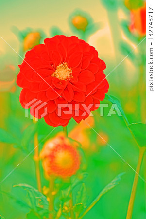 房子周圍的花卉應有盡有,涵蓋了不同的季節。秋風中搖曳的紅色和粉紅色花朵,為大麗花花園增添了色彩。 房子周圍的花卉應有盡有,涵蓋了不同的季節。秋風中搖曳的紅色和粉紅色花朵,為大麗花花園增添了色彩。 132743717