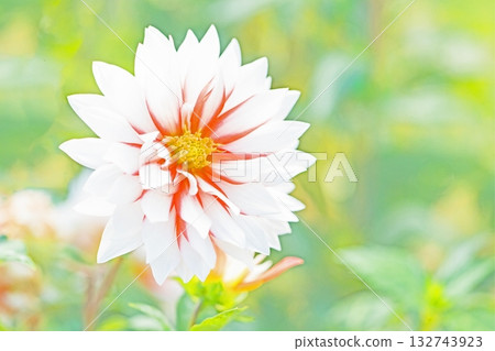 The flowers around the house are of various seasons. The red and pink flowers swaying in the autumn breeze add color to the dahlia garden. The flowers around the house are of various seasons. The red and pink flowers swaying in the autumn breeze add color to the dahlia garden. 132743923