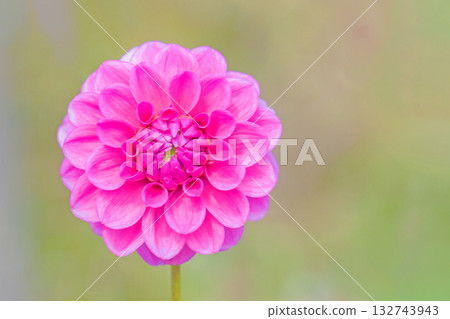The flowers around the house are of various seasons. The red and pink flowers swaying in the autumn breeze add color to the dahlia garden. 132743943