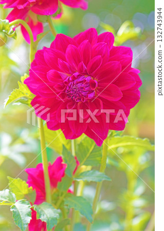 The flowers around the house are of various seasons. The red and pink flowers swaying in the autumn breeze add color to the dahlia garden. 132743944