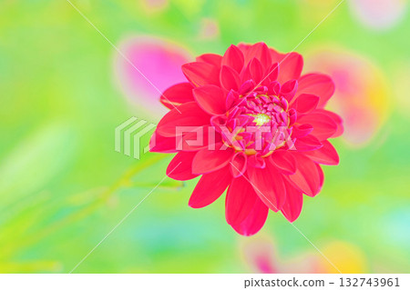 房子周圍的花卉應有盡有，涵蓋了不同的季節。秋風中搖曳的紅色和粉紅色花朵，為大麗花花園增添了色彩。 132743961