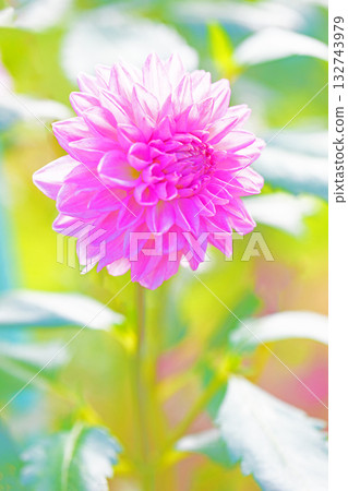 The flowers around the house are of various seasons. The red and pink flowers swaying in the autumn breeze add color to the dahlia garden. 132743979