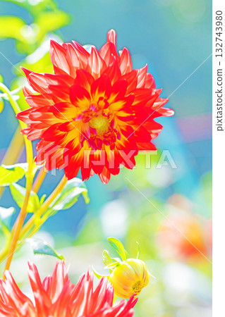 The flowers around the house are of various seasons. The red and pink flowers swaying in the autumn breeze add color to the dahlia garden. 132743980