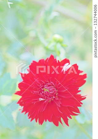The flowers around the house are of various seasons. The red and pink flowers swaying in the autumn breeze add color to the dahlia garden. The flowers around the house are of various seasons. The red and pink flowers swaying in the autumn breeze add color to the dahlia garden. 132744006