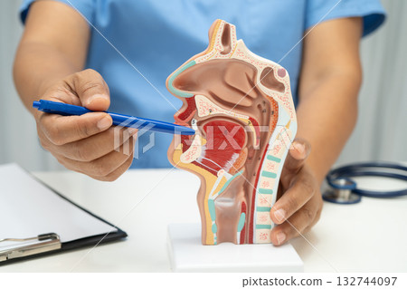 Asian doctor with nasal oral throat cavity neck human anatomy model for study diagnosis and treatment in hospital. 132744097