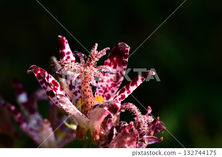 秋花:小杜鵑鮮豔的花瓣 秋花:小杜鵑鮮豔的花瓣 132744175