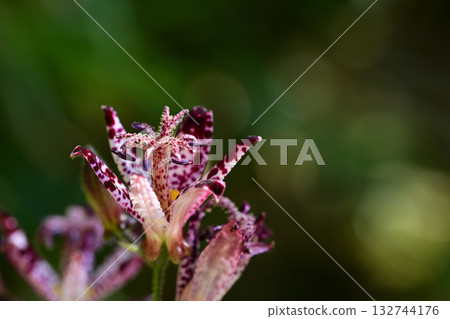 秋花:小杜鵑鮮豔的花瓣 秋花:小杜鵑鮮豔的花瓣 132744176