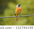 Daurian Redstart perching on a power line 132744199