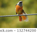 Daurian Redstart perching on a power line 132744200