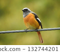 Daurian Redstart perching on a power line 132744201