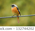 Daurian Redstart perching on a power line 132744202