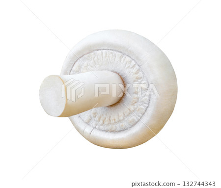 mushroom white champignon whole one, isolated on white background with clipping path 132744343
