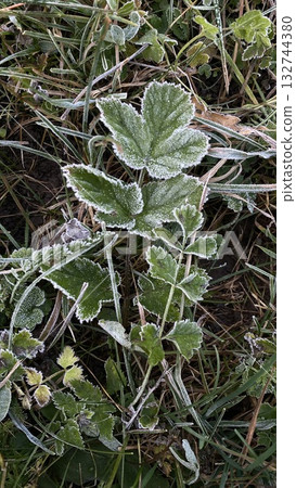 Frosted green leaves on grass in cold autumn morning 132744380