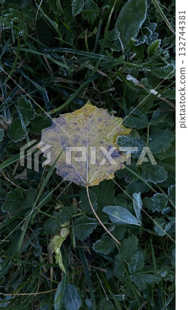 frosted yellow leaf on green grass in early autumn morning frosted yellow leaf on green grass in early autumn morning 132744381