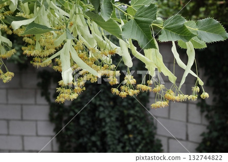 The lime tree is in bloom in spring. The lime tree is in bloom in spring. 132744822