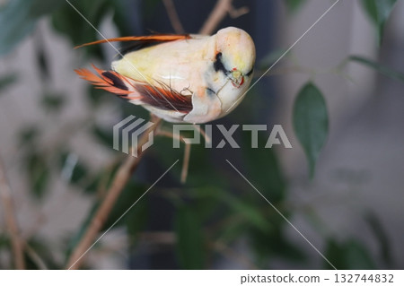 A small decorative bird on a twig. A small decorative bird on a twig. 132744832