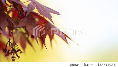 Scarlet Maple Leaves on Golden Bokeh Scarlet Maple Leaves on Golden Bokeh 132744984