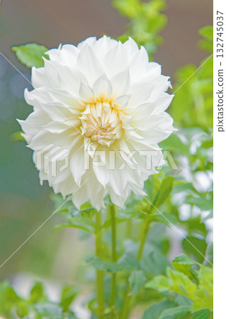 The flowers around the house are of various seasons. Large white flowers swaying in the autumn breeze add color to the dahlia garden. The flowers around the house are of various seasons. Large white flowers swaying in the autumn breeze add color to the dahlia garden. 132745037
