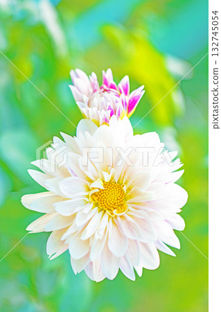The flowers around the house are of various seasons. Large white flowers swaying in the autumn breeze add color to the dahlia garden. 132745054