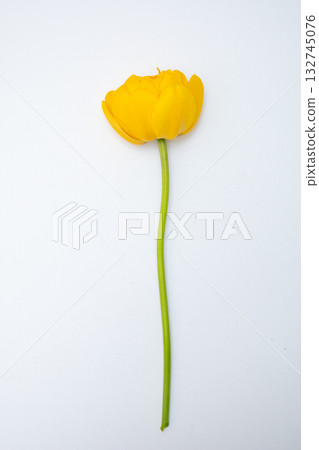 Big beautiful bouquet of yellow tulips on a white background Big beautiful bouquet of yellow tulips on a white background 132745076