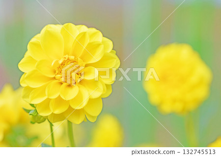 房子周圍的花卉應有盡有，涵蓋了不同的季節。秋風中搖曳的大黃色大麗花為大麗花花園增添了色彩。 132745513