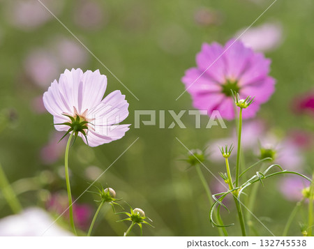 秋風中，波斯菊和花苞搖曳生姿 132745538