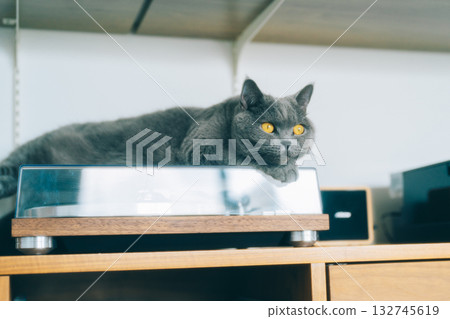 貓咪在轉盤上放鬆 132745619