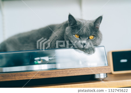 貓咪在轉盤上放鬆 132745622