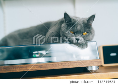 A cat relaxing on a turntable A cat relaxing on a turntable 132745623