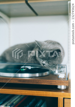 貓咪在轉盤上放鬆 132745624