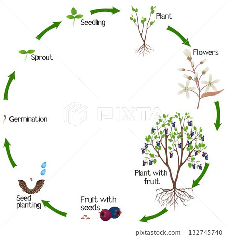 A growth cycle of irga plant on a white background. A growth cycle of irga plant on a white background. 132745740