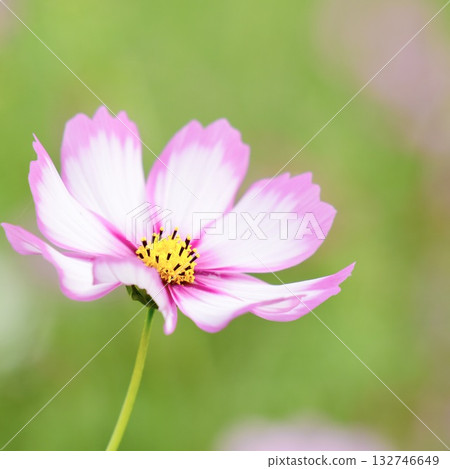 Pink cosmos flowers blooming in autumn field 132746649