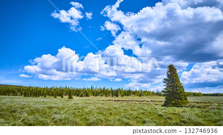 Dixie National Forest Meadow Evergreen Tree and Dramatic Summer Clouds Aerial Dixie National Forest Meadow Evergreen Tree and Dramatic Summer Clouds Aerial 132746936