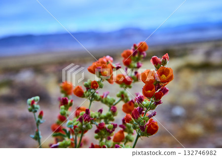 Orange Desert Wildflowers with Dew in Utah Spring Bloom Close Up 132746982