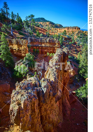 Red Canyon Hoodoos and Pine Trees Along Arches Trail in Utah Sunlight Red Canyon Hoodoos and Pine Trees Along Arches Trail in Utah Sunlight 132747016