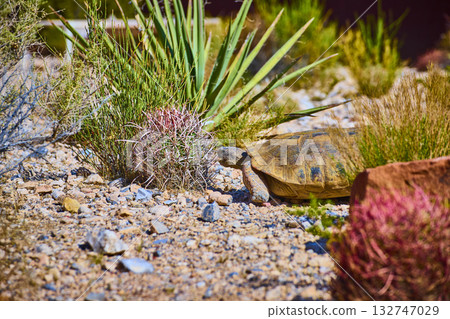 Desert Tortoise Among Native Plants and Rocks in Sunlit Nevada Landscape 132747029