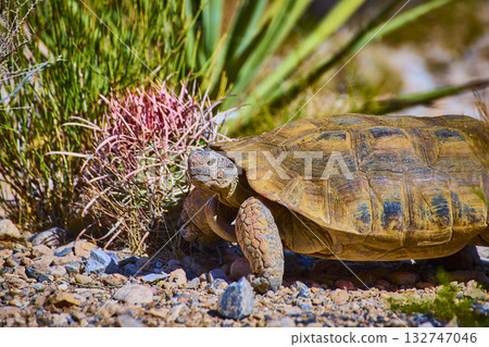 Desert Tortoise Among Red Rock Cactus and Grasses in Sunlit Nevada Landscape Desert Tortoise Among Red Rock Cactus and Grasses in Sunlit Nevada Landscape 132747046
